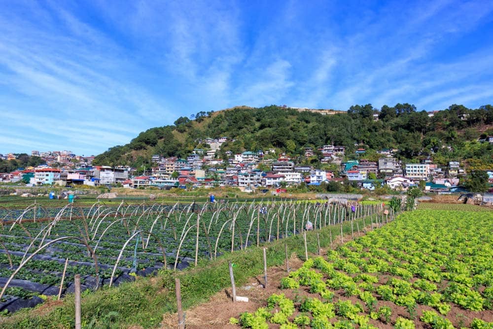 Strawberry Farm